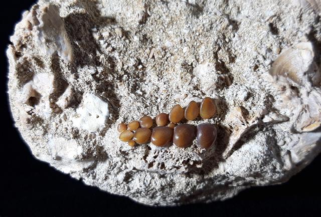 Phacodus punctatus (DIXON 1850) - Bild © FossNet FossilienStore